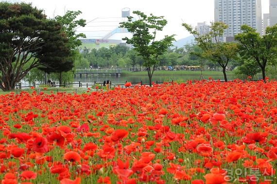 22상동호수공원 꽃양귀비04.jpg