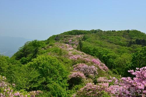 서리산 철쭉동산.jpg