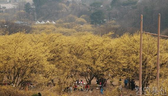 1. 이천백사산수유꽃축제.jpg