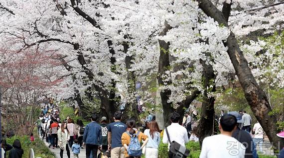 경기도청 벚꽃축제모습.jpg