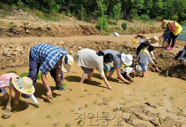 사진2-2. 어린이 논 산책 프로그램으로 손 모내기를 실시.jpg