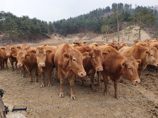 메인사진