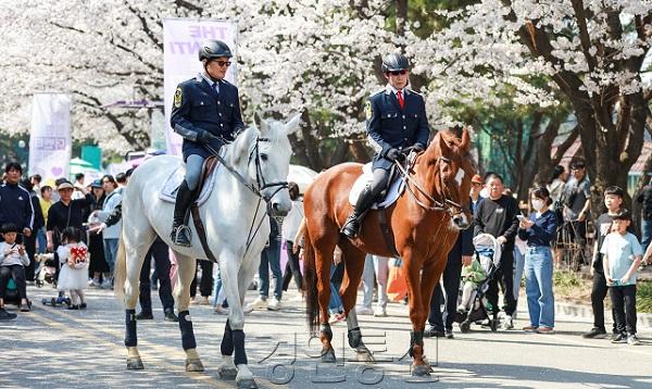 (부정기)(사진)기마대원들의 승마퍼레이드 한국마사회 벚꽃축제 (1).jpg